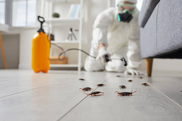 Commercial Kitchen Cockroach Control in Rutland